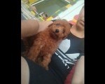 Crvena toy pudla